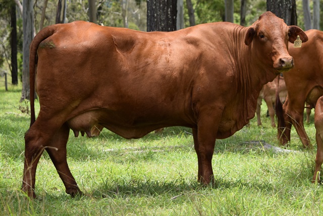 Bryvonlea Fair Atara